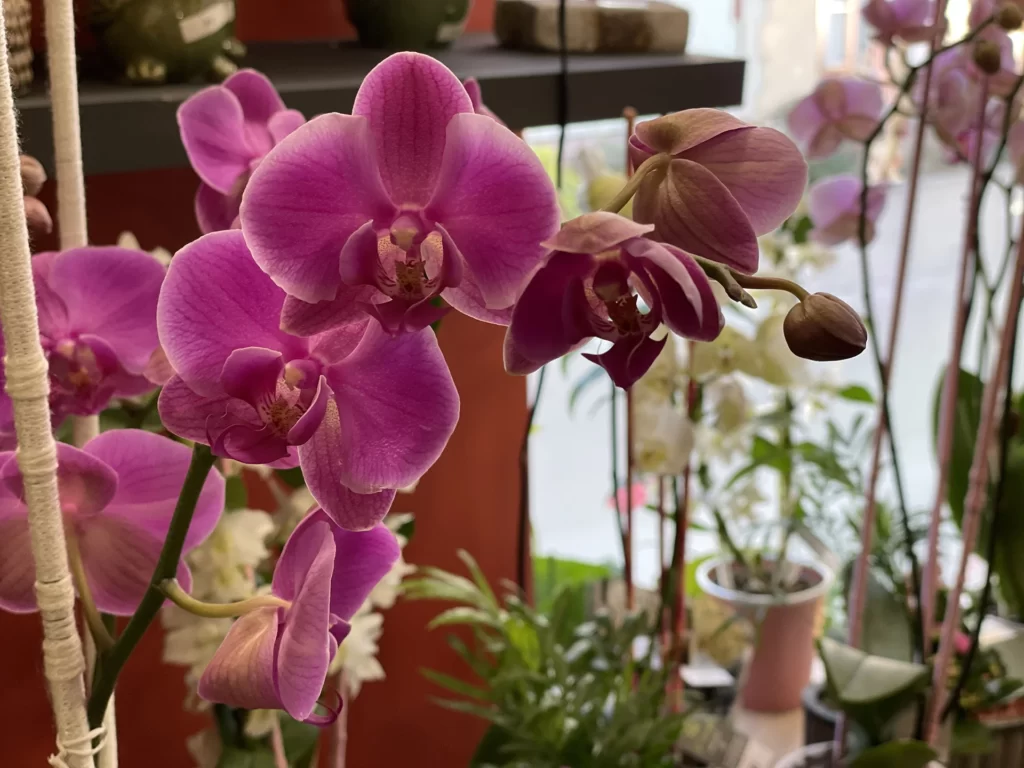 L'Amaryllis à Écouché-les-Vallées est artisan fleuriste spécialisée dans les compositions de mariage, mais aussi anniversaires, deuils, événements divers.