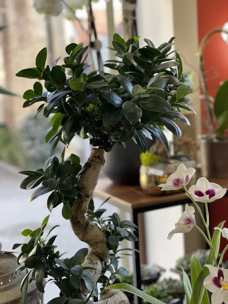 L'Amaryllis à Écouché-les-Vallées est artisan fleuriste spécialisée dans les compositions de mariage, mais aussi anniversaires, deuils, événements divers.