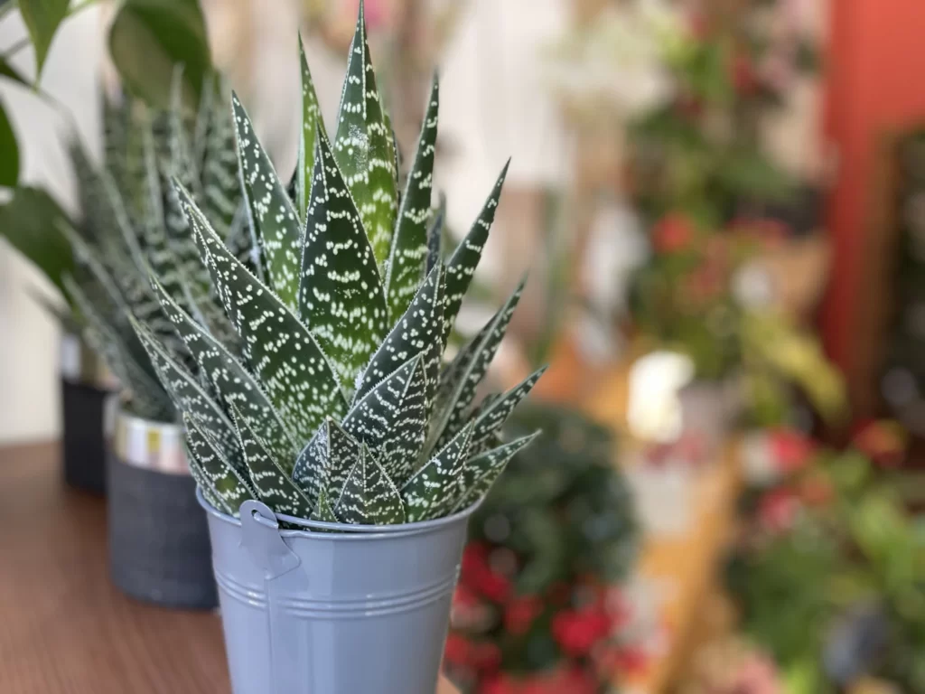 L'Amaryllis à Écouché-les-Vallées est artisan fleuriste spécialisée dans les compositions de mariage, mais aussi anniversaires, deuils, événements divers.