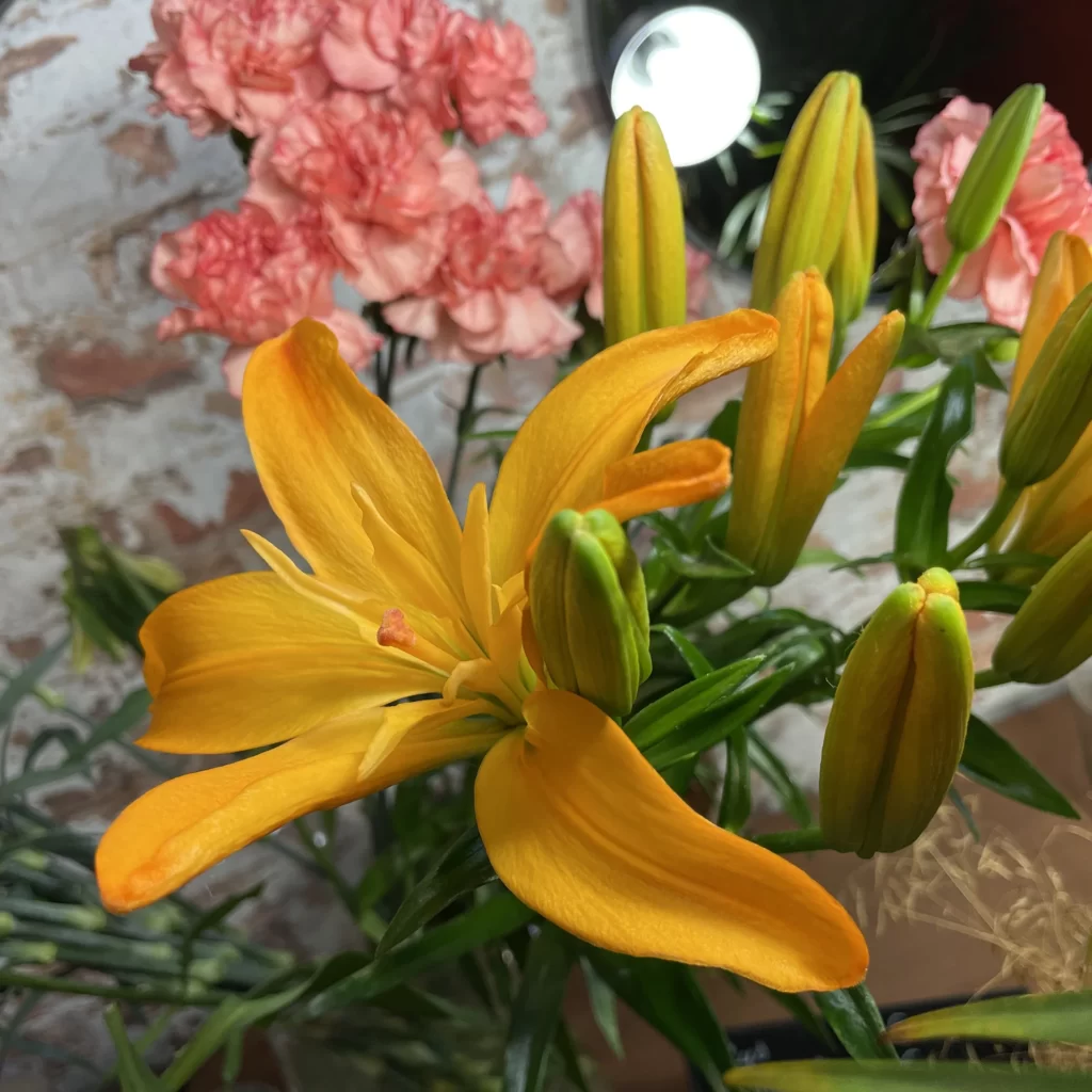 L'Amaryllis à Écouché-les-Vallées est artisan fleuriste spécialisée dans les compositions de mariage, mais aussi anniversaires, deuils, événements divers.