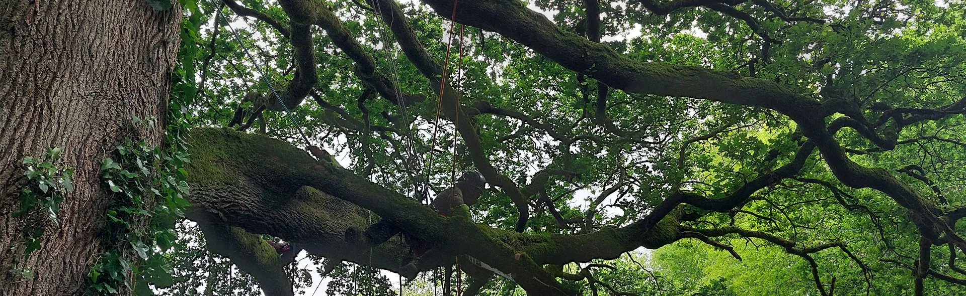La Voie des Arbres, c'est l'élagage, l'abattage, l'émondage, la taille et l'entretien de vos arbres dans le respect de la nature.