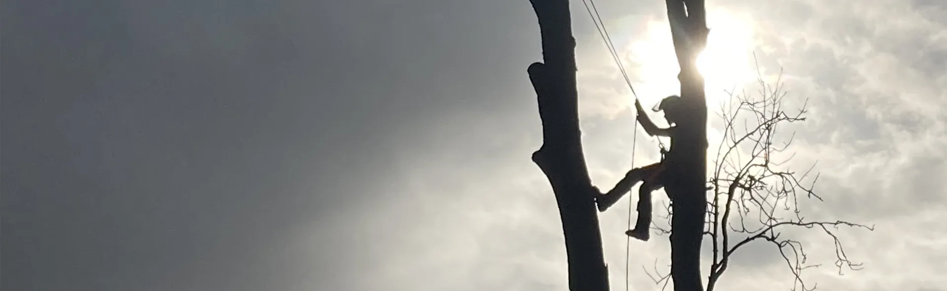 La Voie des Arbres, c'est l'élagage, l'abattage, l'émondage, la taille et l'entretien de vos arbres dans le respect de la nature.