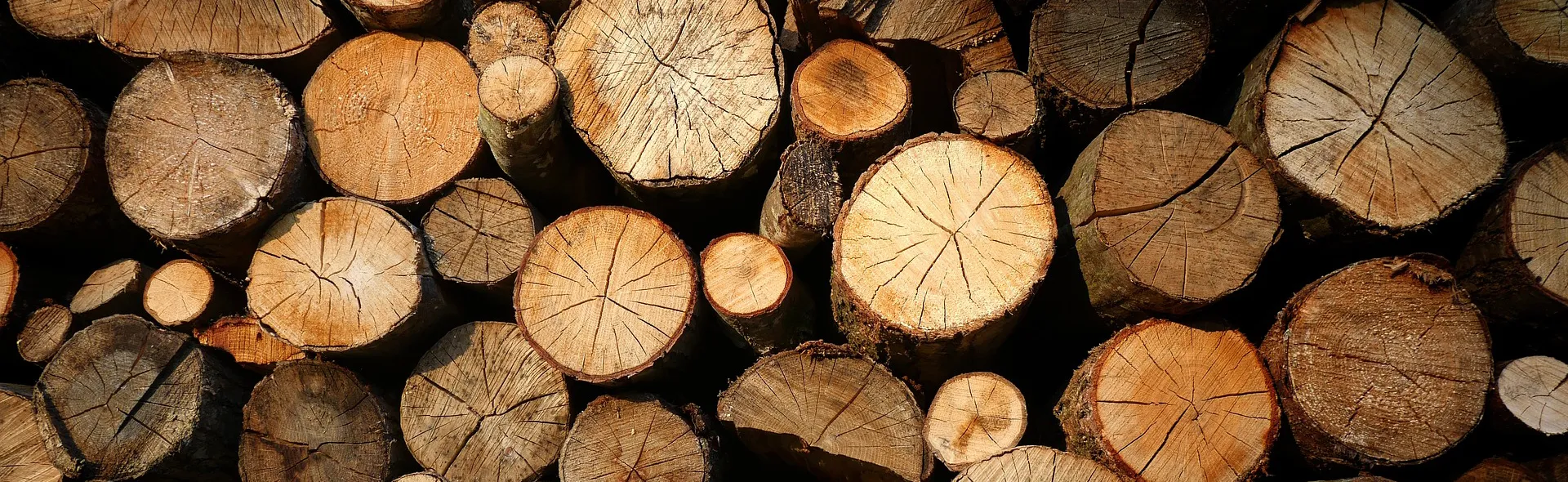 Au-delà de ses services classiques, Pierre se positionne comme un défenseur de la revalorisation du bois. Il propose la réalisation de planches à partir de belles grumes, contribuant ainsi à la préservation des ressources naturelles et à la réduction des déchets. N’hésitez plus, faites appel à Pierre de La Voie des Arbres, entre Bagnoles de l’Orne, Briouze, la Ferté Macé. Votre élagueur, grimpeur incarnant la fusion parfaite entre sa passion pour la nature, son expertise technique, et son engagement en faveur d'une arboriculture respectueuse de l'environnement. En choisissant les services de Pierre, vous optez pour une approche professionnelle et éthique, où la préservation de la nature est au cœur de chaque intervention.
