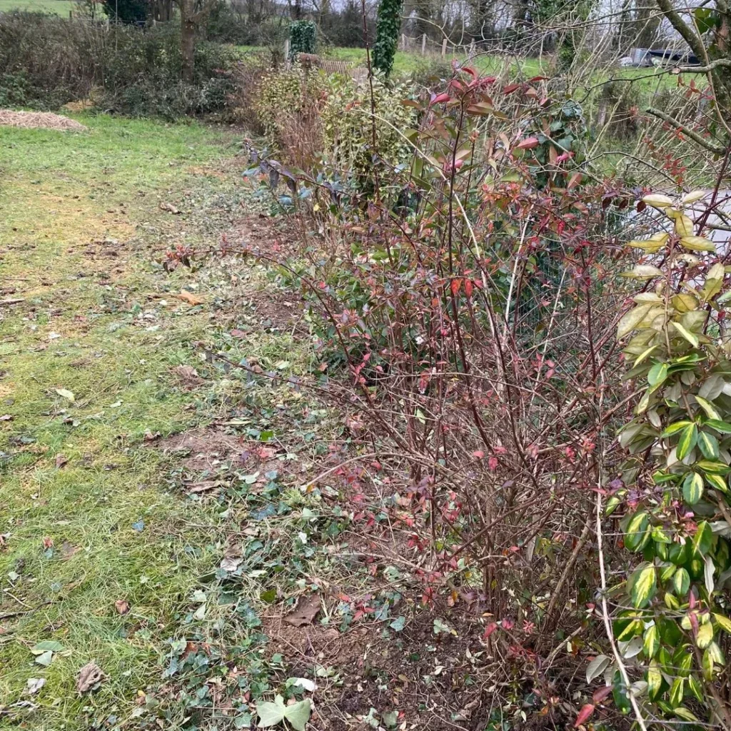 taille de haies à pont d'ouilly