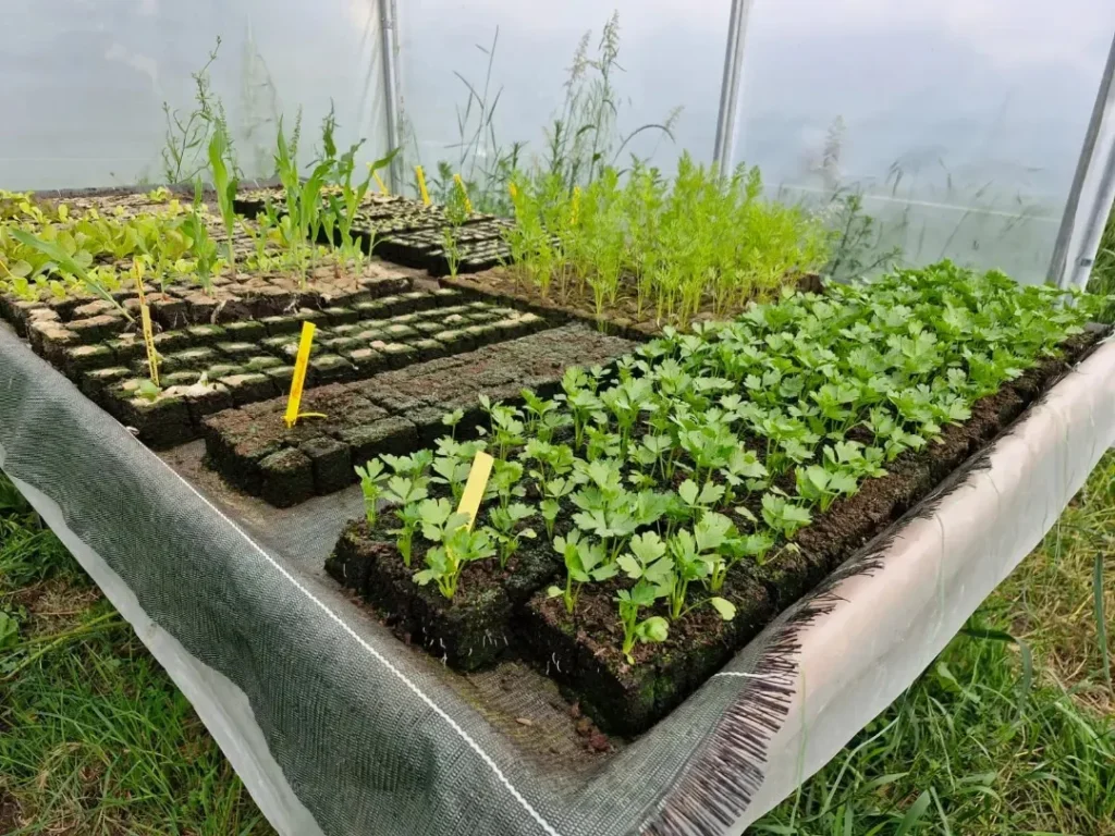 Vente de plants de saisons à Pont D'Ouilly chez Les jardins De Chawi