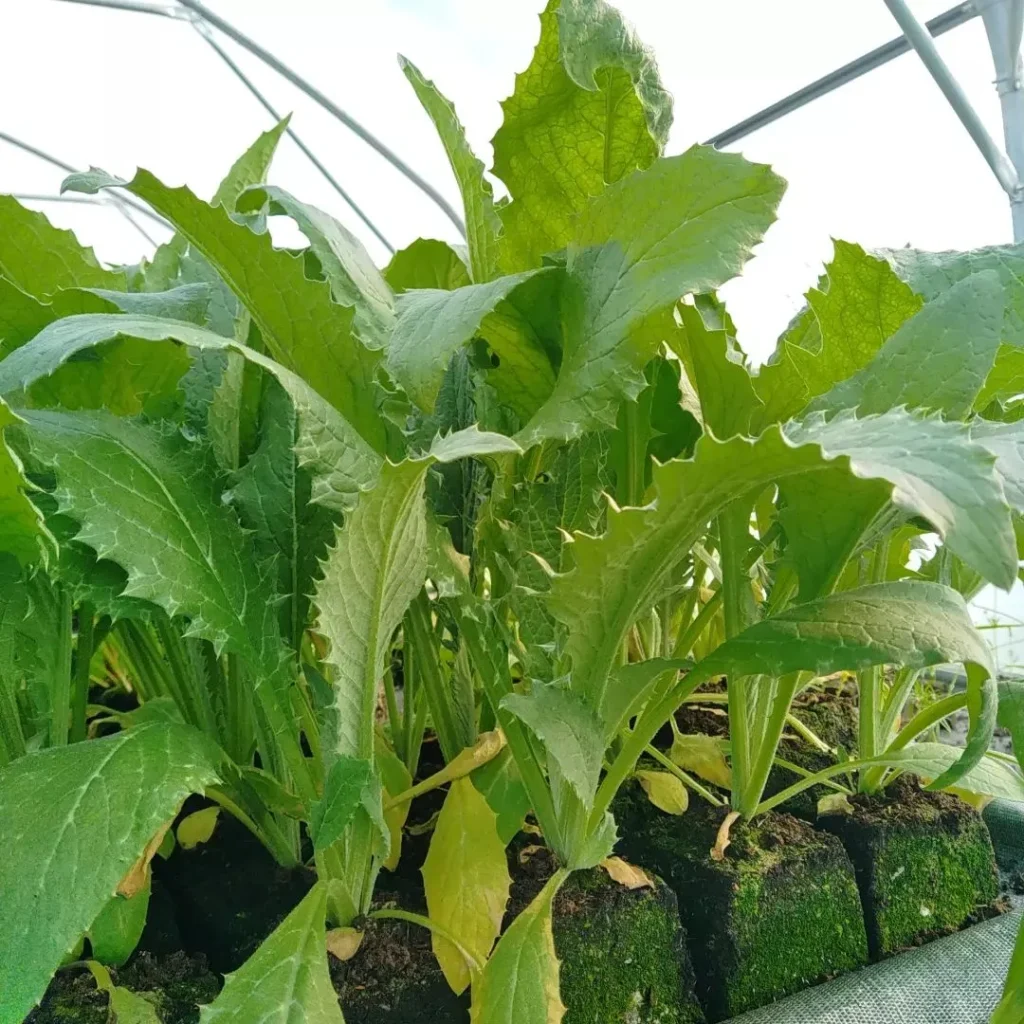 Vente de plants de saisons à Pont D'Ouilly chez Les jardins De Chawi