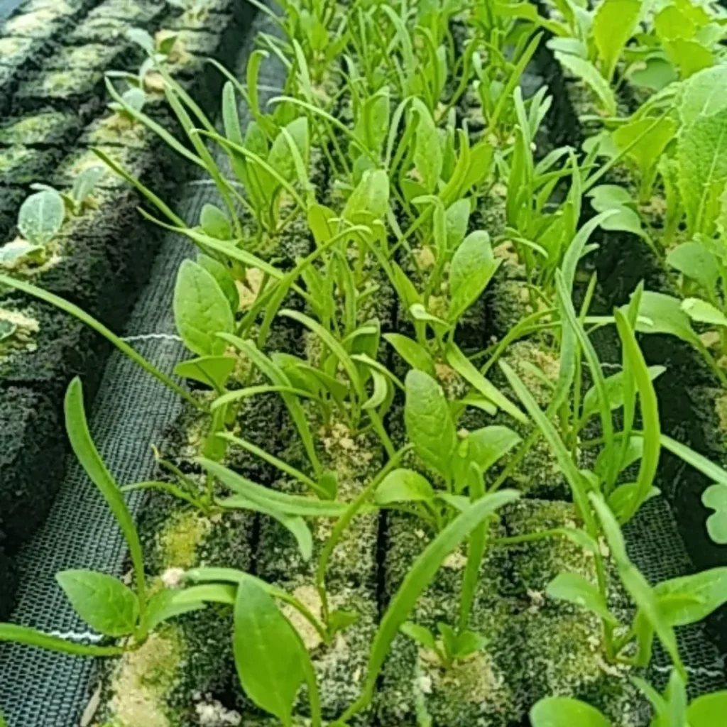 Vente de plants de saisons à Pont D'Ouilly chez Les jardins De Chawi
