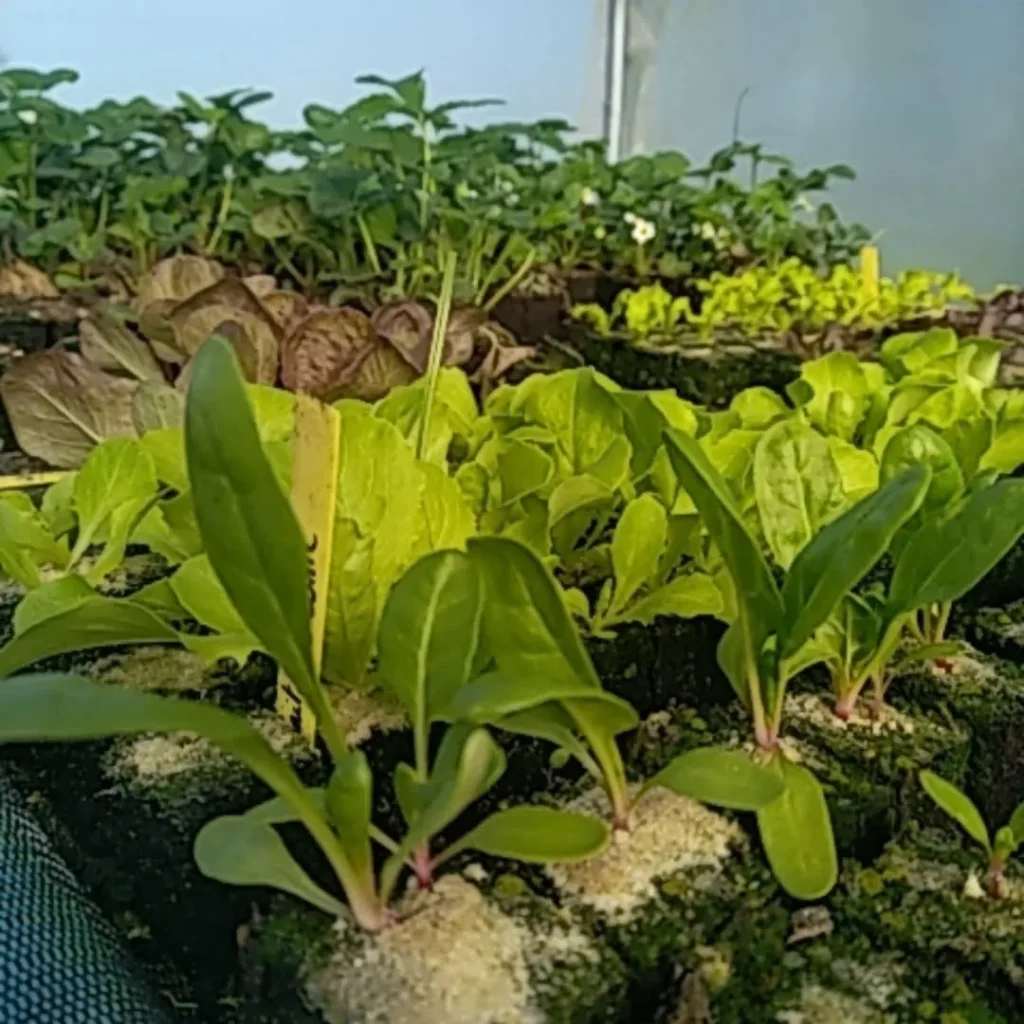 Vente de plants de saisons à Pont D'Ouilly chez Les jardins De Chawi