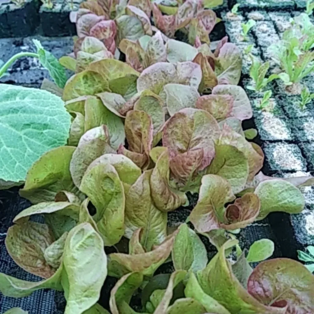 Vente de plants de saisons à Pont D'Ouilly chez Les jardins De Chawi