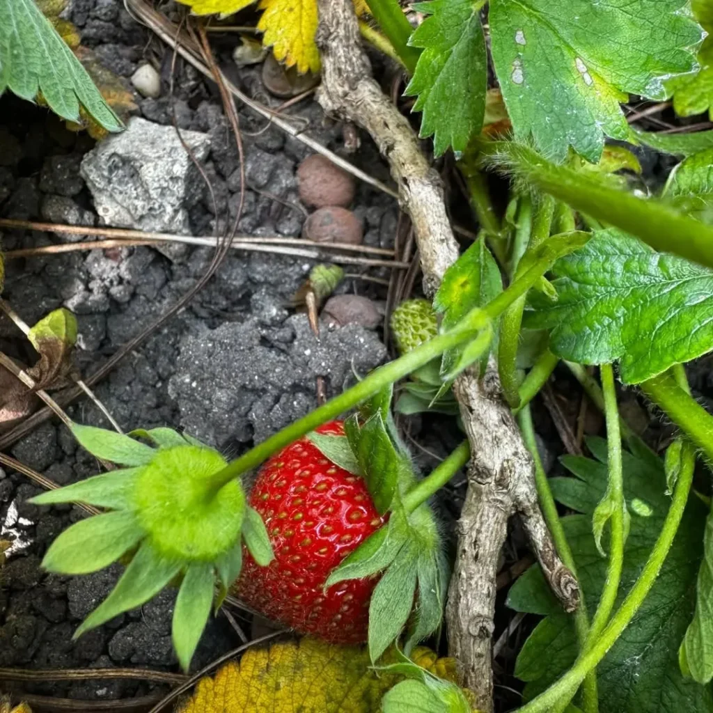 Vente de plants de saisons à Pont D'Ouilly chez Les jardins De Chawi