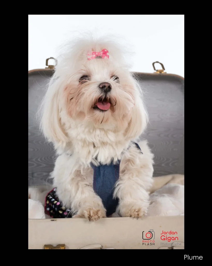 Photographe à Domfront pour communion, baptême, anniversaire