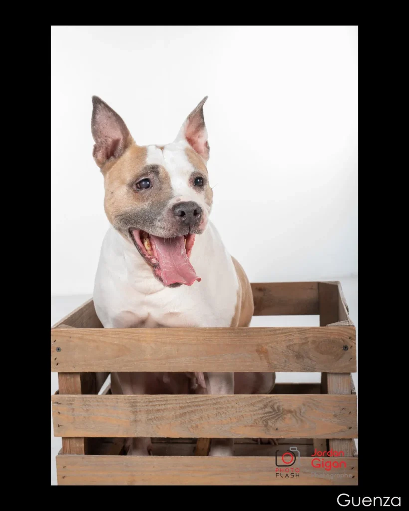 Location de photobooth à Domfront – ambiance garantie avec Photo Flash